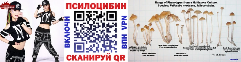 где найти   Тырныауз  Псилоцибиновые грибы Psilocybe 